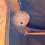 Wasps’ Nests in Thornbury (BS35): What You Need to Know