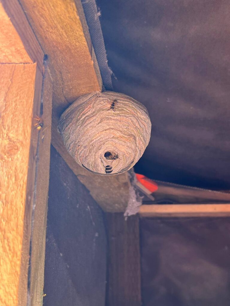 Wasp nest in Thornbury Bristol