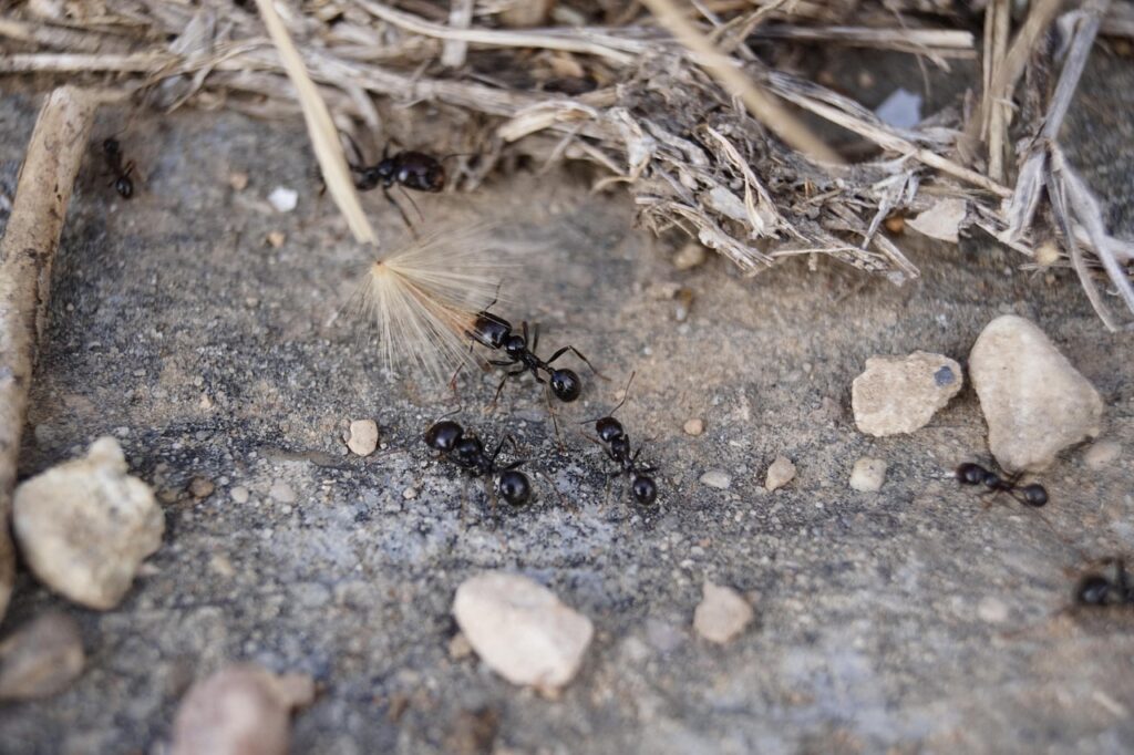 Ants in Fishponds Bristol