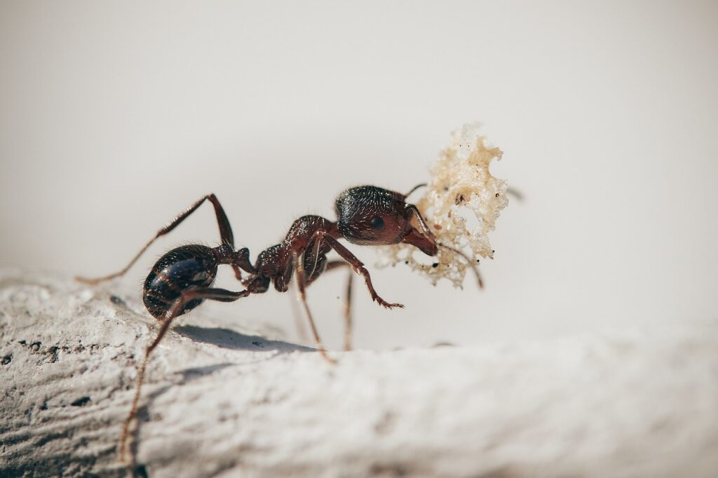 Ants nest in bristol