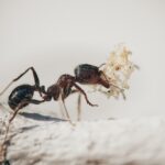 Dealing with pesky Ants in Fishponds: Expert Tips from Heritage Pest Solutions